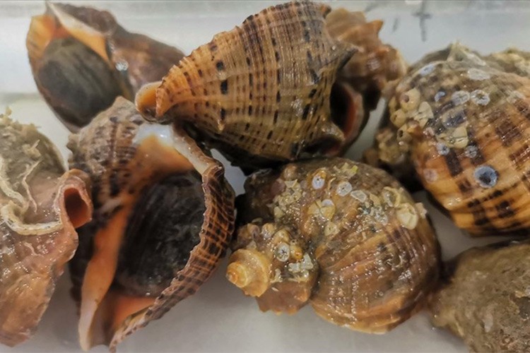 Deniz salyangozu ihracatı 14,4 milyon doları aştı