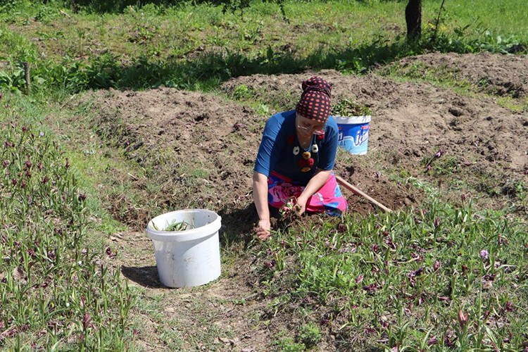Ordu'da salep hasadına başlandı