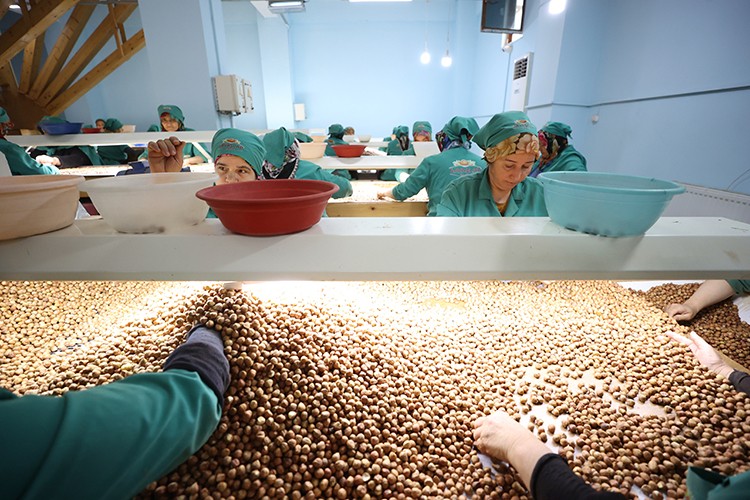 Fındık ayıklama işinde 70 kadın çalışıyor