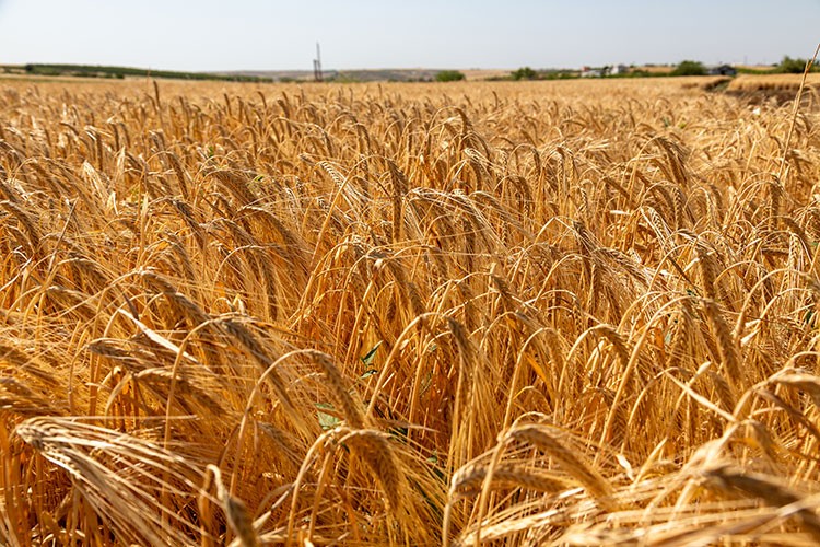 Onarıcı tarımla yetiştirilen ilk arpa hasadını gerçekleştirdi