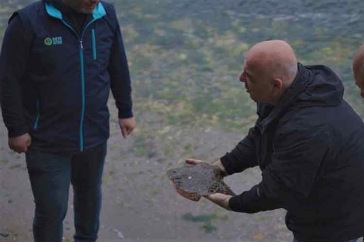 Ağlara takılan çipli kalkan yeniden denize bırakıldı