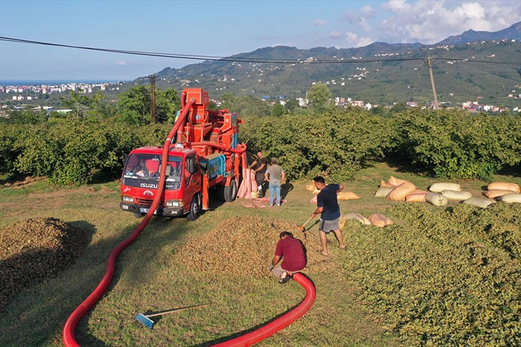 Ordu'da fındık üreticileri patoz mesaisinde