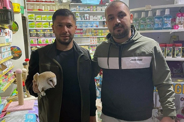 Yaralı bulunan peçeli baykuş ve güvercin tedaviye alındı