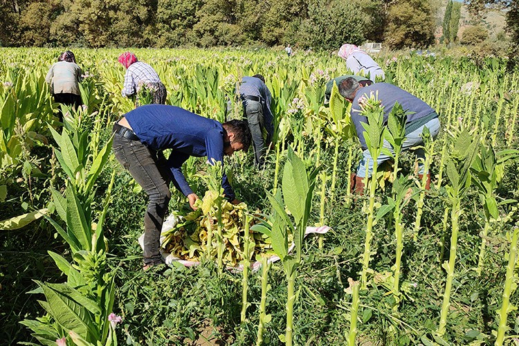 Çelikhan tütününde 8 bin ton rekolte bekleniyor