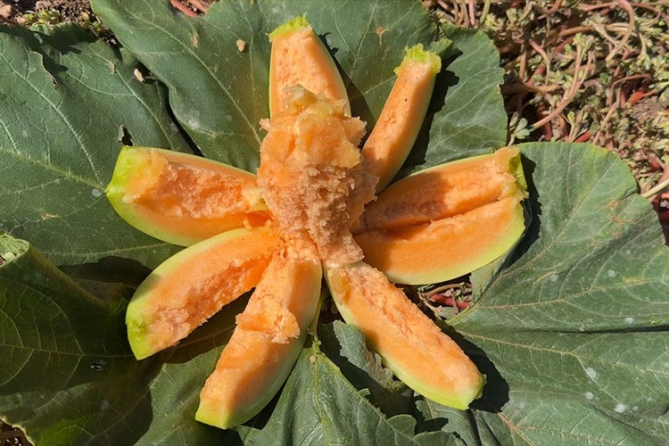 "Bağrıbütün kavunu" hasadı başladı