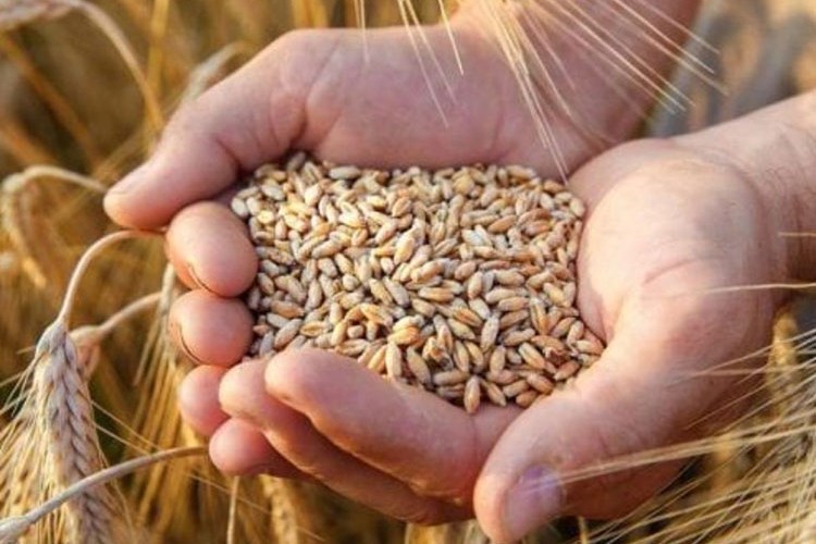 Hububat ithalatında gümrük vergisi sıfırlandı