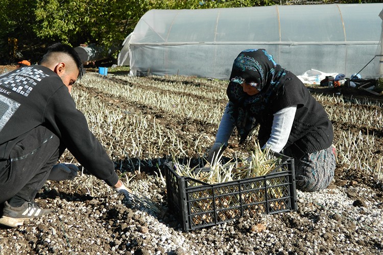 Isparta'da çiftçiler kuraklığa karşı safran üretimine yöneldi