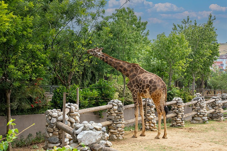 FYZoo'da Ara Tatil Keyfi!