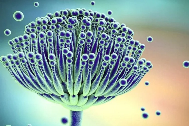 Mikotoksin seviyelerinin ölçülmesi için numune alma kriterleri belirlendi