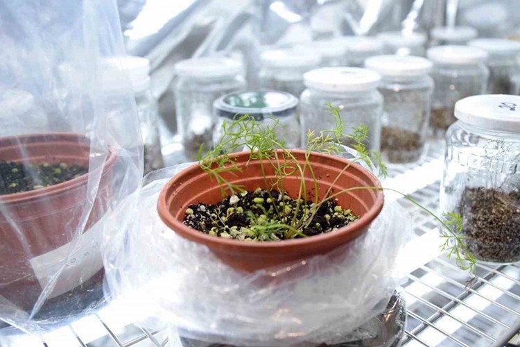 AB, bitkilerde genom düzenleme teknolojilerine yöneliyor