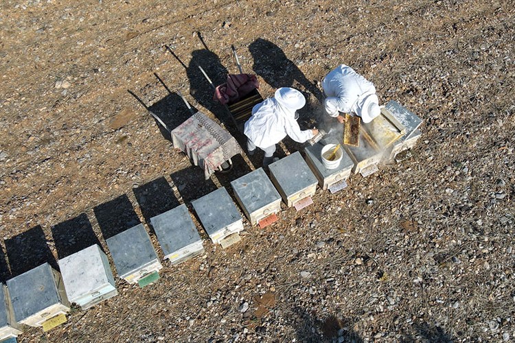 Gezgin arıcı çift en kaliteli bal için Ege'yi dolaşıyor