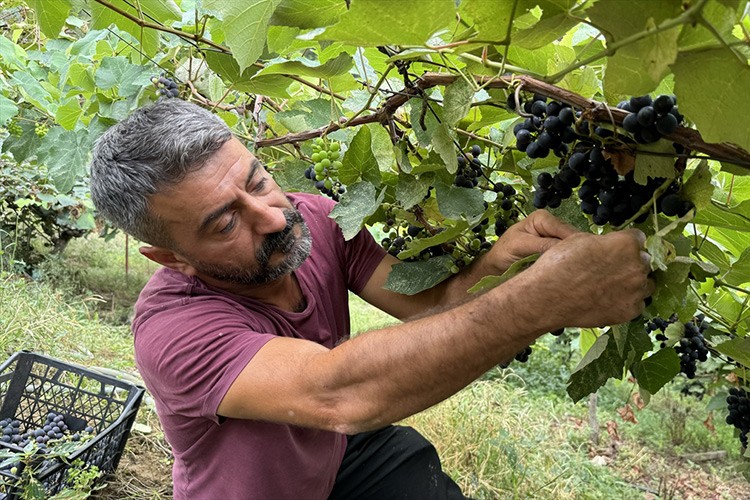 Trabzon'da isabella üzümünün sofralara yolculuğu başladı