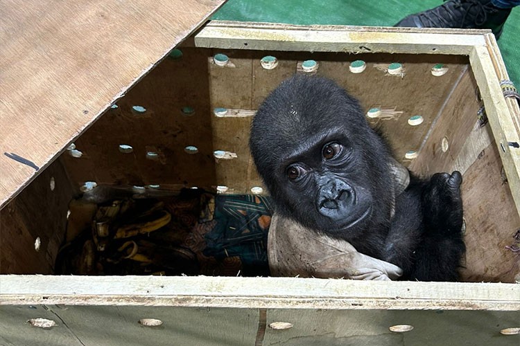 İstanbul Havalimanı'nda "goril yavrusu" yakalandı