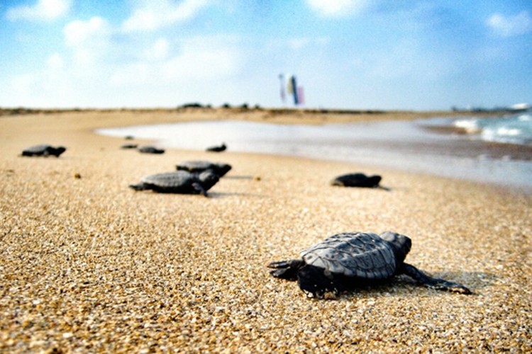 İztuzu Plajı'ndaki caretta caretta yuvalarının sayısı 300'e ulaştı