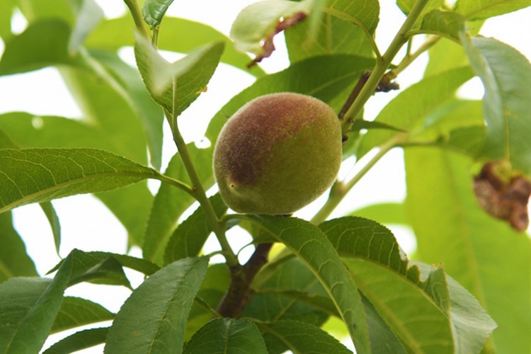 Samsun'da çiftçiler yeniden şeftali üretimine başladı