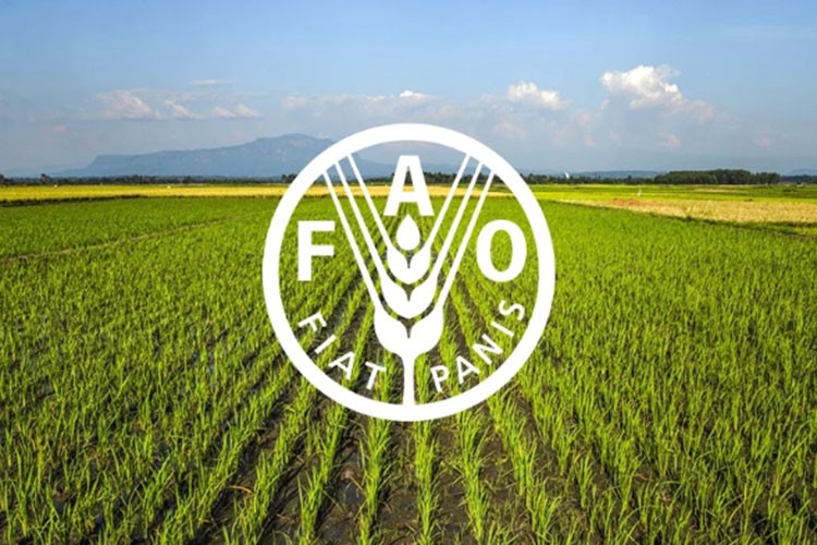 Küresel gıda fiyatları son 2 yılın en yüksek seviyesine ulaştı