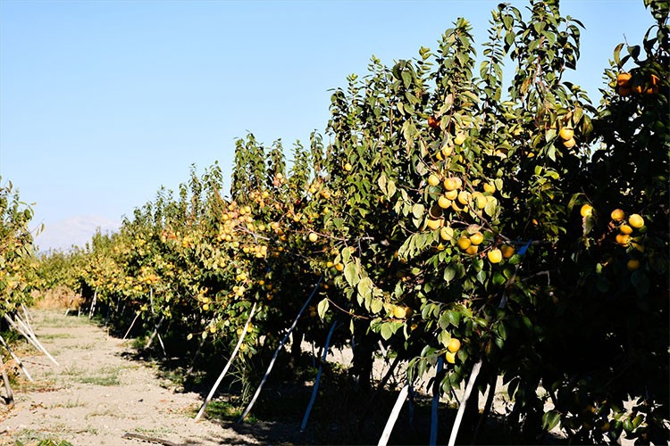 Trabzon hurmasından 13 bin ton rekolte bekleniyor