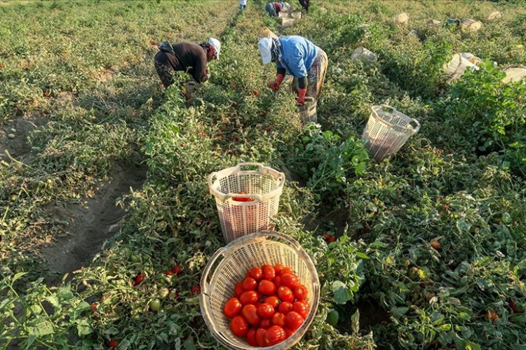 Salçalık domateste üretim artışı toptan fiyatları 2 liraya kadar düşürdü