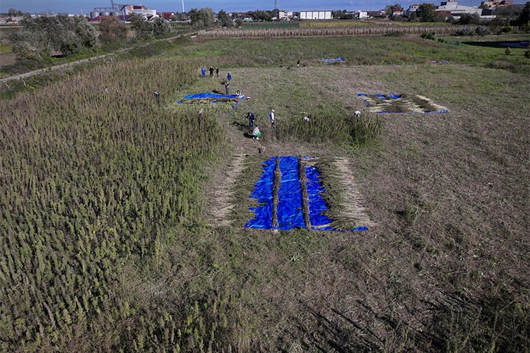 Kenevir katma değerli ürünlere dönüşecek