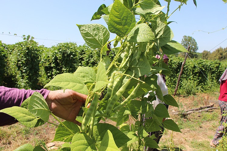 8.5 - 9 liradan alıcı buluyor