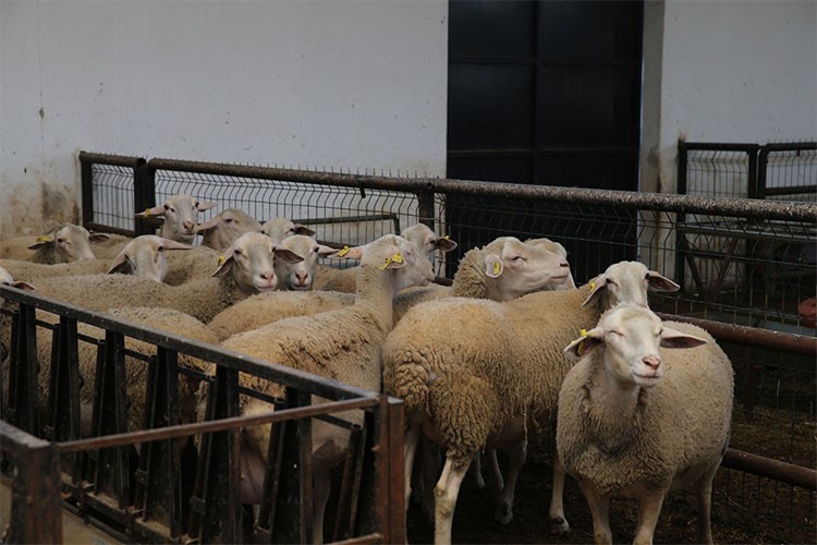 Tokatlı üretici koyun sayısını 220'ye çıkardı