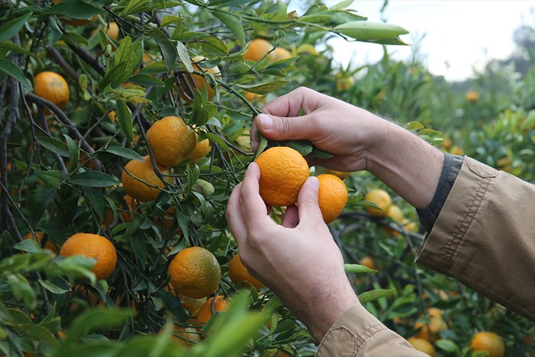 Bodrum mandalinasından 7-8 bin ton rekolte bekleniyor
