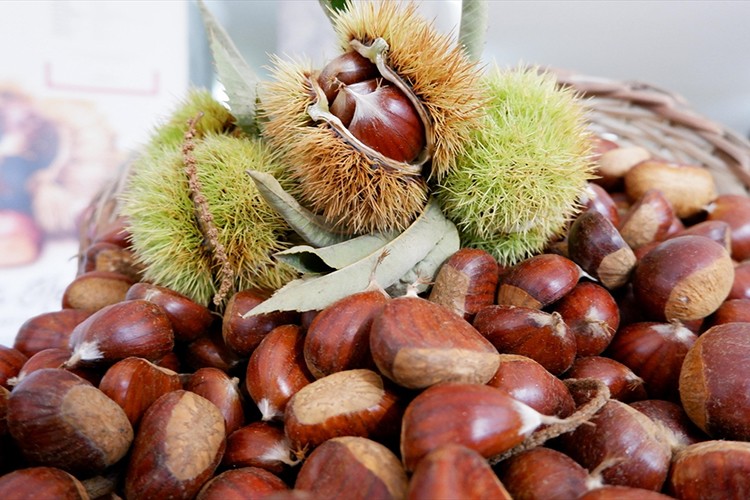 Aydın'da sezonun ilk kestaneleri 550 liradan satıldı