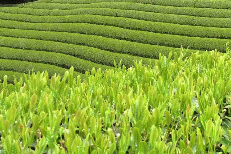 Çay bedelleri ödeniyor