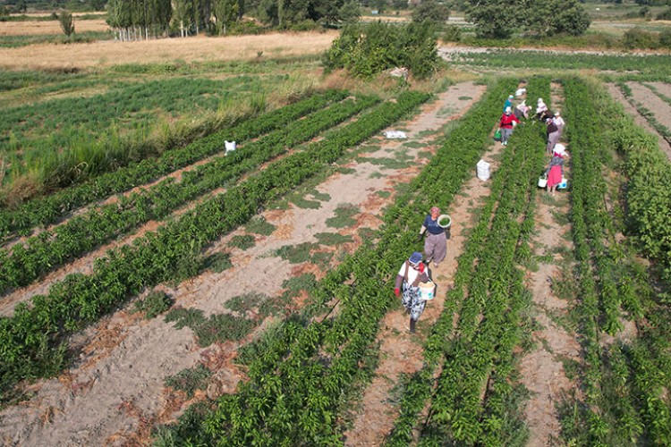 Gördes'te suyla buluşan topraklarda çeşit arttı