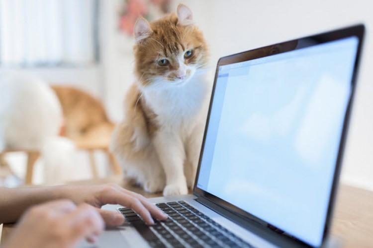 Kişisel cihaz kullanımı şirketleri riske sokuyor