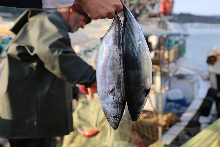 Şile Palamut Festivali başlıyor