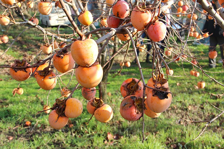 Trabzon hurması ihtiyaç sahipleri için hasat edildi