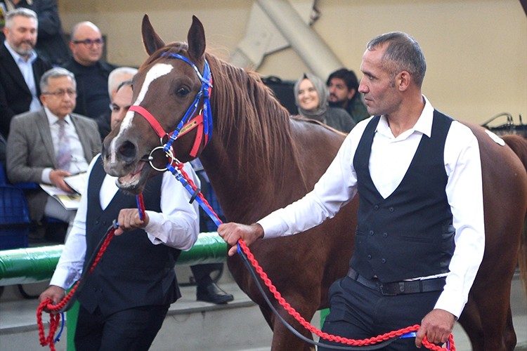 TİGEM'in açık artırmasında Arap tayı 10 milyon 500 bin liraya satıldı