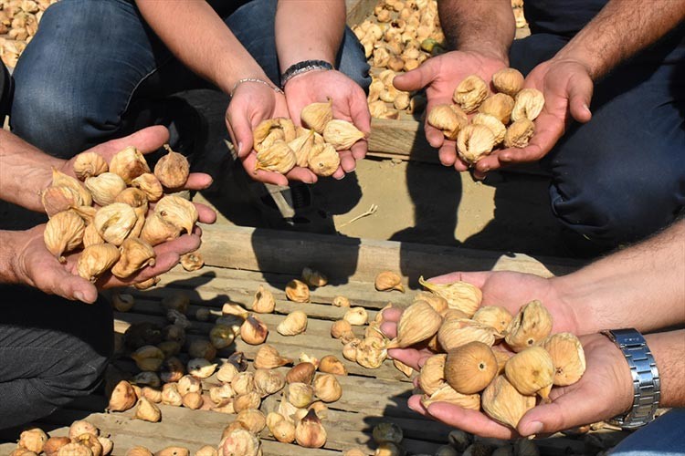 Dalında kuruyan incirde yüksek kalite bekleniyor