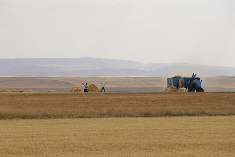Ağrı Ovası'ndaki arazilerde hububat üretimi yaygınlaşıyor