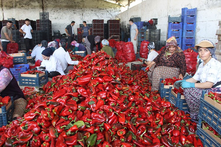Bafra Ovası'nda kapya biberin hasadı başladı