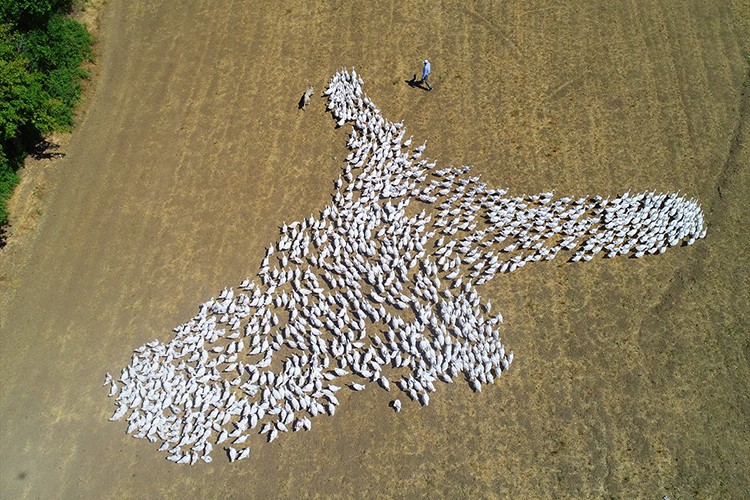 Kaz üretimini 4 yılda 100 kat artırdı