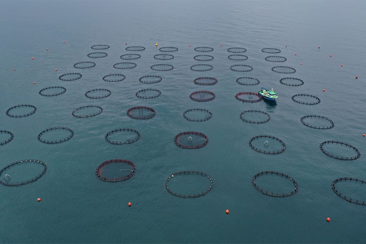 Kafes balıkçılığı tesisinin artması ihracata olumlu yansıdı
