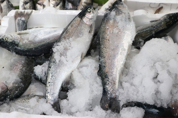 Türk somonu ihracatı 178,5 milyon doları aştı