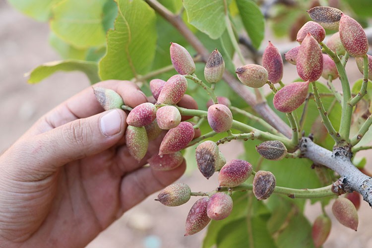 Siirt fıstığında kuraklık nedeniyle "yok yılı" yaşanıyor
