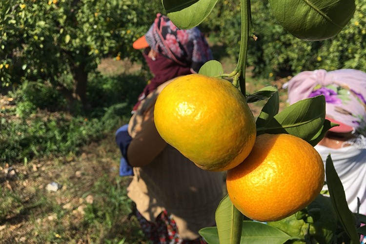 Narenciye rekoltesinde rekor artış
