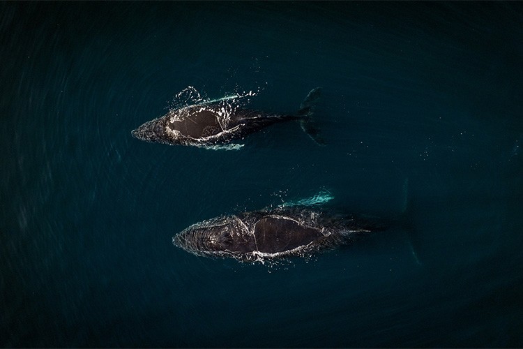 Kuş gribi Antarktika'nın geleceğini etkiliyor