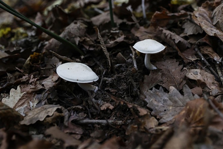 Yeni bir mantar türü keşfedildi