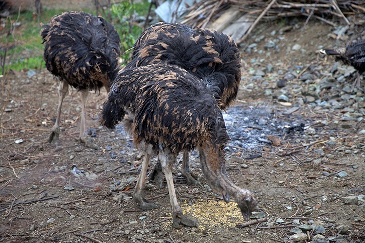 Devekuşu yetiştiriciliğini çiftlikte sürdürmek istiyor