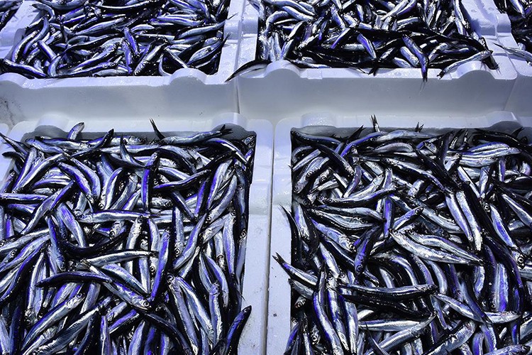 11 ayda 14,4 milyon dolarlık hamsi ihracatı yapıldı