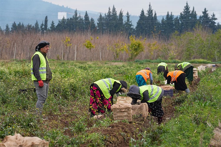 Ege'de yetiştirilen fidanlar Türkiye'nin yeşil geleceği için filizleniyor