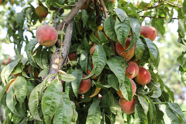 Iğdır şeftalisi Doğu Anadolu'da tezgahları süslüyor