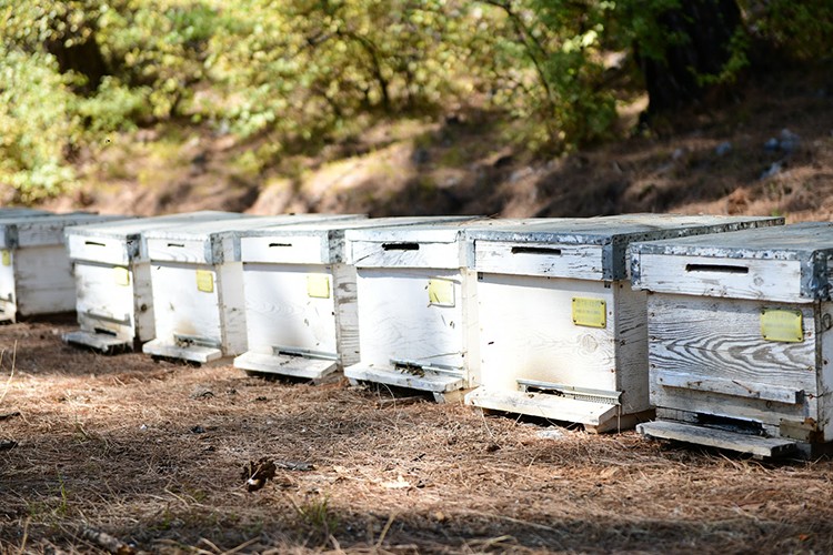 Çam balı hasadı gecikti