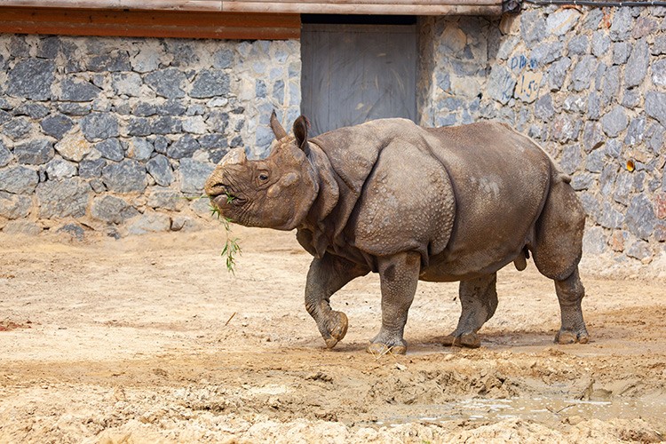 Nesli Tehlike Altındaki Gergedanlara Dikkat Çekiyor