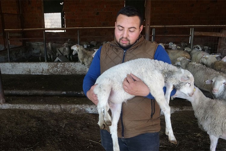 Çanakkale'de koyunun 5 ayaklı doğan kuzusu ilgi çekti